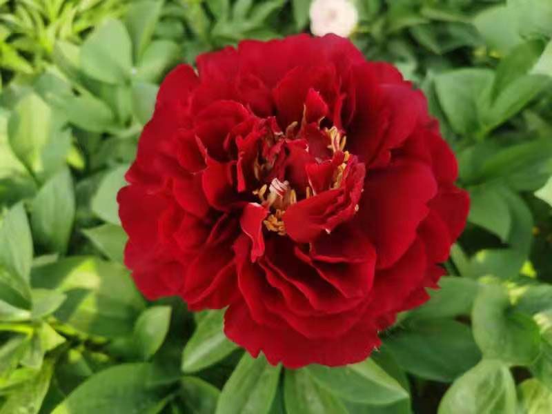 芍藥花有哪些特點(diǎn)？